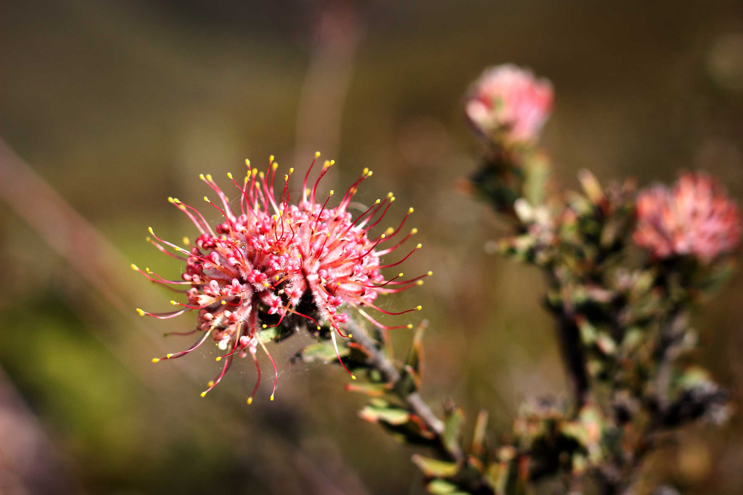 Fynbos at Starry Starry Night Fynbos at Starry Starry Night