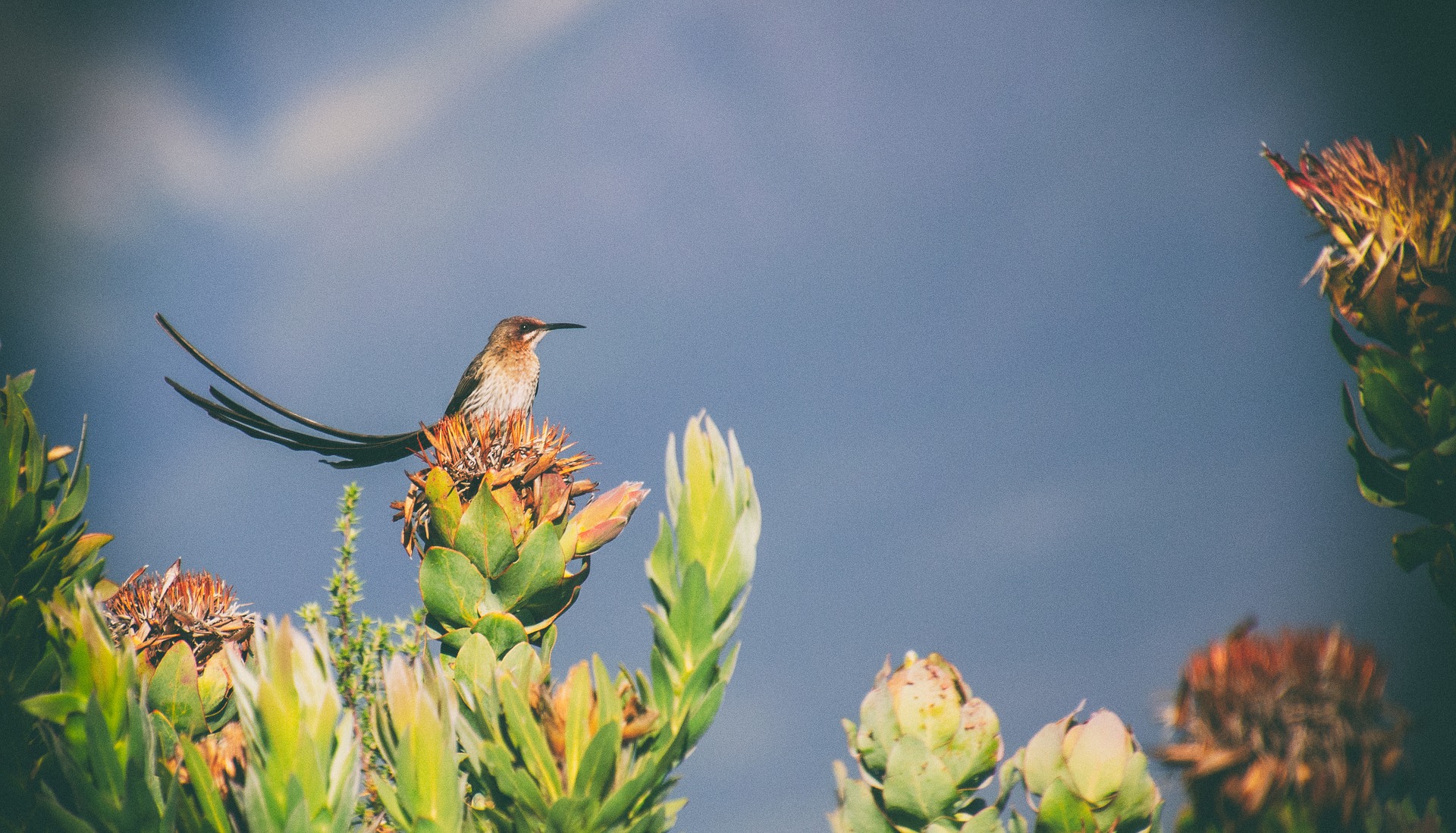 Cape Sugarbird long tail Sugarbird at SSN